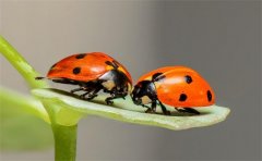 泰国爱情和合术 做爱情和合术一定需要了解这些事情