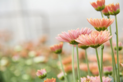 爱情和合术怎么做 找正规师傅做的和合术才正统