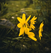 27岁恋爱多久适合结婚？爱情与成熟的平衡之道