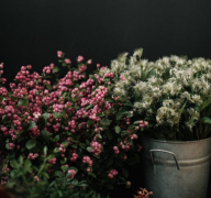 父母不同意的爱情该坚持吗 父母不同意的爱情真的不会幸福吗