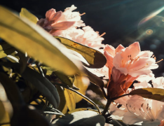 怎么教育叛逆期的男孩儿，教育叛逆期男孩儿的有效方法