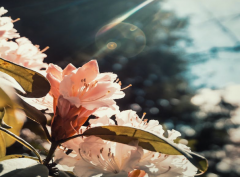 寻爱路上,二婚女人也有选择权:找二婚女人的三大忌