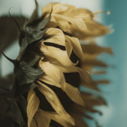 求婚没有戒指怎么办多种求婚方法任你选择