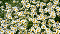 夫妻之间应该怎样交往 聪明人做到这三点