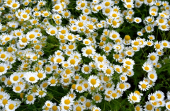 婚姻与恋爱之间的区别是什么 如何看待恋爱与婚姻的本质