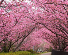 ﻿远嫁幸福的概率大吗：解读跨国婚姻的可能性