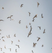 异性缘好的男生喜欢谁：解密吸引力与情感连接的秘密