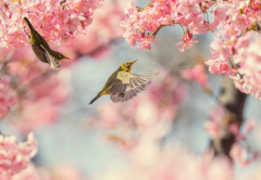 金凤凰婚姻介绍所,让美好的缘分不再等待