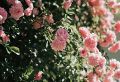 40岁的夫妻应该怎么维持婚姻 掌握五条法则中年夫妻也能甜蜜如初