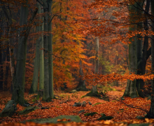 塔罗牌占卜双子女2021,双子座塔罗牌占卜2021感情